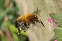 Anthophora plumipes male.jpg